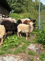 Ouessant ooien wit, Vrouwelijk, 0 tot 2 jaar