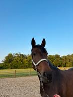 Leuke recreatieve merrie!, Dieren en Toebehoren, Paarden, Merrie, 7 tot 10 jaar, 160 tot 165 cm, Recreatiepaard