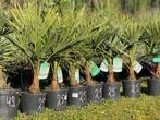 Palmiers trachycarpus fortunei en pot de 4l à 25€ € l’un, En pot, Enlèvement ou Envoi