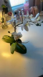 Nepplant orchidee, Huis en Inrichting, Kamerplanten, Ophalen, Overige soorten, Minder dan 100 cm