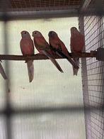 Bourke's, Meerdere dieren, Parkiet, Geringd