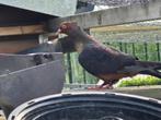vink duiven, Overige soorten