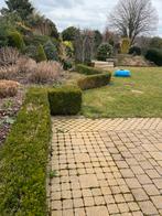 Buxus te koop, Tuin en Terras, Ophalen, Buxus, Haag, Minder dan 100 cm