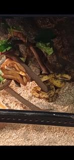 Hortulanus corallus koppel