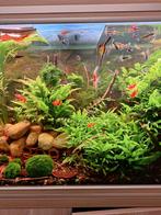 Aquarium aquatlantis de +-800L brut (200*58*70cm), Dieren en Toebehoren, Ophalen, Gebruikt, Gevuld zoetwateraquarium