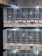 putters, Meerdere dieren, Wildzangvogel, Geringd