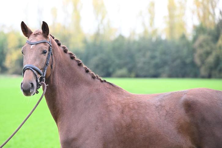 Fijne 4 jarige merrie (Quanto Curo vh Bloemenhof x San Remo), Dieren en Toebehoren, Paarden, Merrie, Zadelmak, 165 tot 170 cm