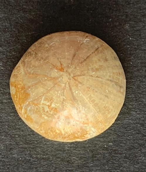 Prachtige gepolijste fossiele zee-egel, Verzamelen, Mineralen en Fossielen, Fossiel, Verzenden