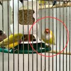 Lutino pop te koop met man te koop, Dieren en Toebehoren