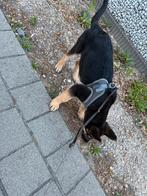 duitse herder puppy 3 maand oud, Dieren en Toebehoren, Honden | Niet-rashonden, België, Particulier, CDV (hondenziekte), 8 tot 15 weken
