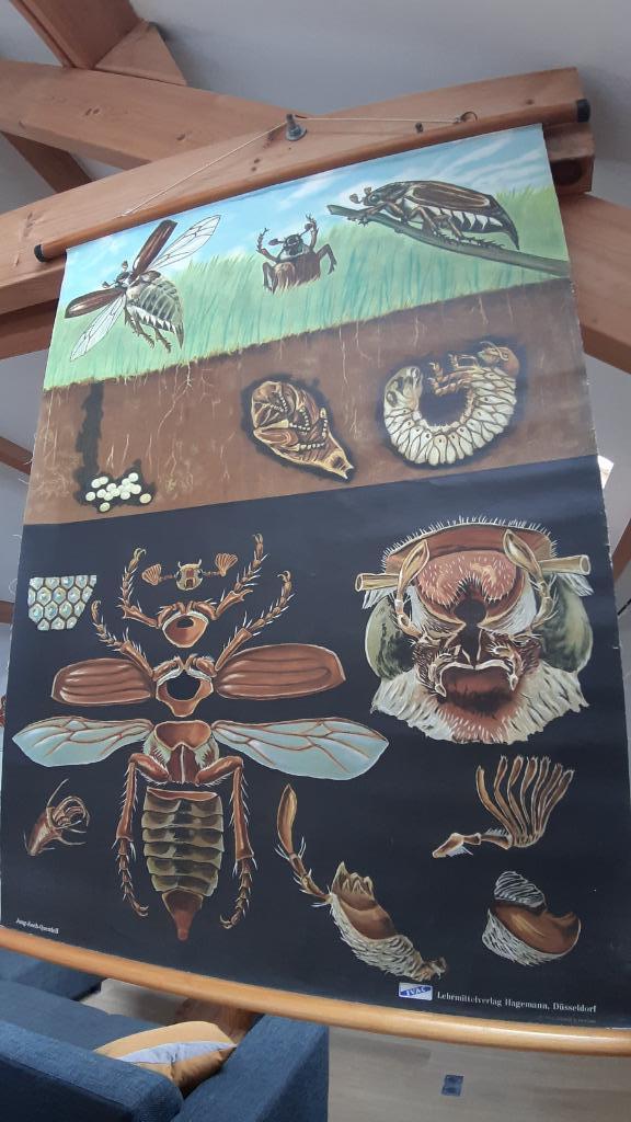 Toile didactique deco loft vintage Hanneton, Antiek en Kunst, Curiosa en Brocante, Ophalen