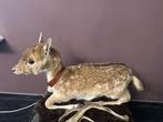 Taxidermie opgezette bambi dam hert, Verzamelen, Dierenverzamelingen, Ophalen, Zo goed als nieuw, Hert, Opgezet dier