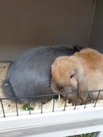 2 hangoorkonijnen + kot, Dieren en Toebehoren, Meerdere dieren, Middelgroot, Hangoor, 3 tot 5 jaar