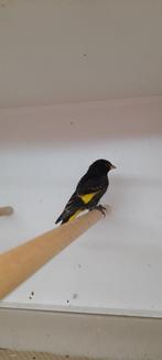 ZWARTE SIJZEN, Dieren en Toebehoren, Ophalen