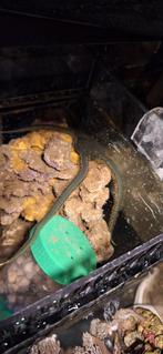 Groene zeester, Overige typen, Zoutwatervis