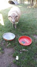schaap, Vrouwelijk, Schaap, 3 tot 5 jaar