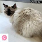 ''Electra'' Heilige Birmaan - kattin te koop, Dieren en Toebehoren, Katten en Kittens | Raskatten | Langhaar, Gechipt, 0 tot 2 jaar