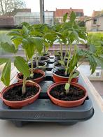 Tomaten planten pyros, Tuin en Terras, Planten | Tuinplanten, Ophalen of Verzenden