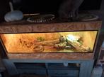 Terrarium met bardagaam te koop, Dieren en Toebehoren, Ophalen, Zo goed als nieuw