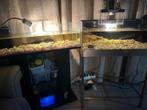 Boîtes à tortues, Animaux & Accessoires, Enlèvement, Utilisé, Terrarium ou Paludarium
