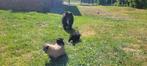 Klein  keeshondjes, België, Particulier, Keeshond, 8 tot 15 weken