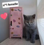 Om te boeken — Prachtige Britse korthaarkittens, Dieren en Toebehoren, Poes, Gechipt, 0 tot 2 jaar