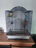 Caique