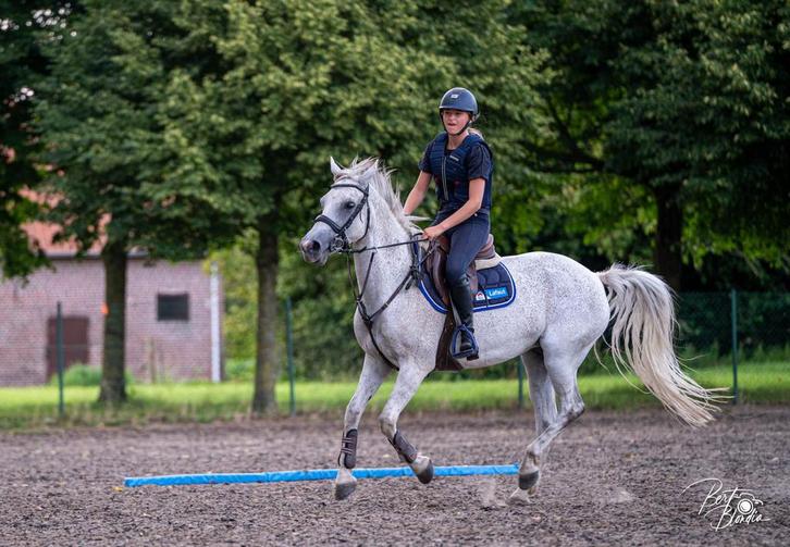 Leuke D-pony te koop!, Dieren en Toebehoren, Pony's, Merrie, L, D pony (1.37m tot 1.48m), Springpony, 11 jaar of ouder, Met stamboom