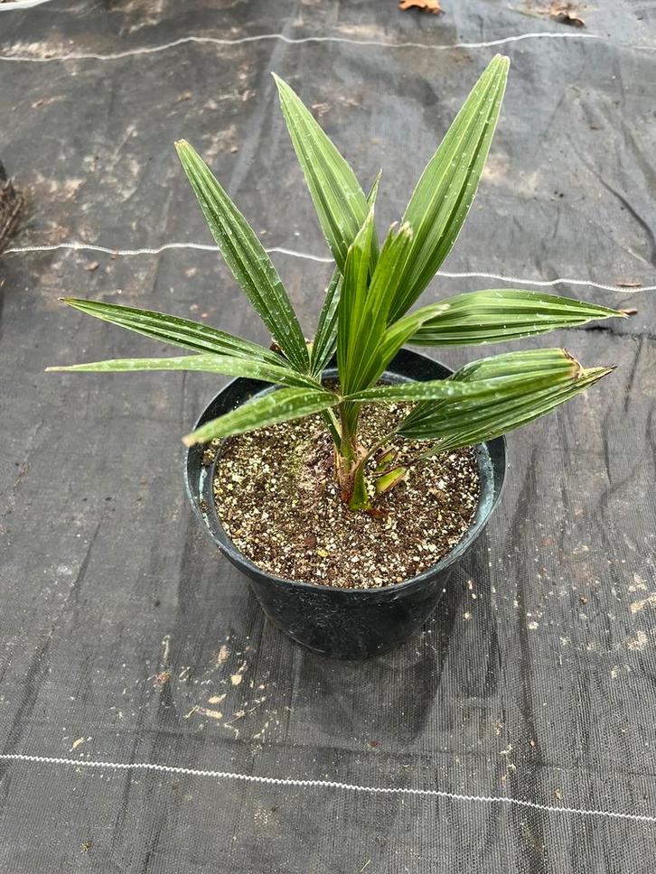 Trachycarpus fortunei, Tuin en Terras, Planten | Tuinplanten, Ophalen