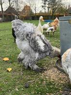 Brahma haan krulveer (5maand), Dieren en Toebehoren, Pluimvee, Mannelijk, Kip