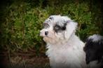 Maltipoo pups, België, Maltezer, CDV (hondenziekte), 8 tot 15 weken