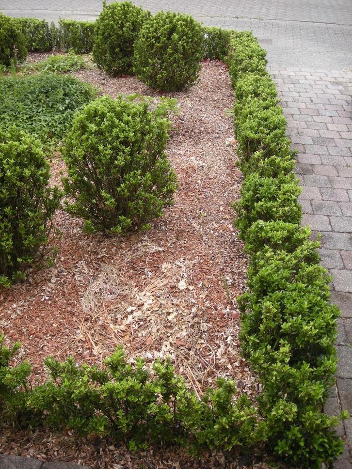 Euonymus japonicus - buxus vervanger, Tuin en Terras, Planten | Tuinplanten, Vaste plant, Overige soorten, Halfschaduw, Bloeit niet