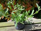 myosotis à replanter : plante jardin : en petit pot, Vaste plant, Halfschaduw, Zomer, Ophalen