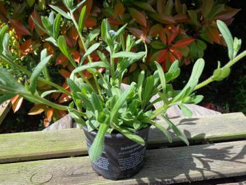 myosotis à replanter : plante jardin : en petit pot beschikbaar voor biedingen