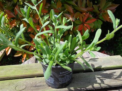 myosotis à replanter : plante jardin : en petit pot, Tuin en Terras, Planten | Tuinplanten, Vaste plant, Overige soorten, Halfschaduw