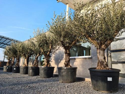 Olijfboom Olea Europaea, Tuin en Terras, Planten | Bomen, Olijfboom, Ophalen