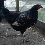 Zwart gespikkelde kriel haan, Dieren en Toebehoren