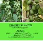ACTIE: 1 KIWIBES "ISSAÏ" + 1 KIWIBES "VITIKIWI"= 15€ PER DUO, Zomer, Vaste plant, Fruitplanten, Ophalen of Verzenden