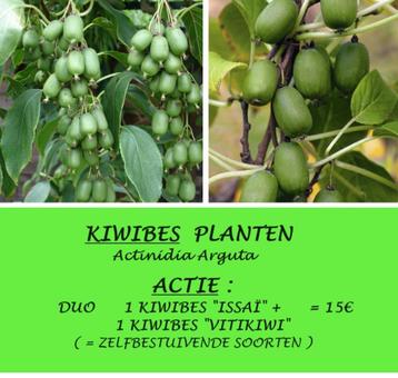 ACTIE: 1 KIWIBES "ISSAÏ" + 1 KIWIBES "VITIKIWI"= 15€ PER DUO