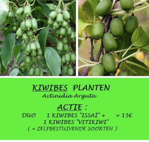 ACTIE: 1 KIWIBES "ISSAÏ" + 1 KIWIBES "VITIKIWI"= 15€ PER DUO, Tuin en Terras, Planten | Tuinplanten, Vaste plant, Fruitplanten
