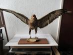 Grote opgezette roofvogel 115 cm, Verzamelen, Dierenverzamelingen, Ophalen