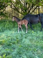 Dressuur hengsten veulen, Dieren en Toebehoren, Hengst, Niet van toepassing, Dressuurpaard, 0 tot 2 jaar