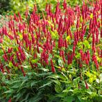 Duizendknoop, Tuin en Terras, Planten | Tuinplanten, Ophalen, Bodembedekkers, Vaste plant, Halfschaduw