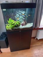 aquarium, Dieren en Toebehoren, Ophalen, Gebruikt, Gevuld zoetwateraquarium