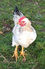 Rooster 6 maanden en een half te koop
25€, Dieren en Toebehoren