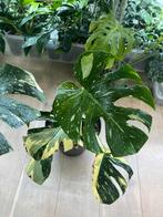 Monstera Thai Constellation, Huis en Inrichting, Kamerplanten, Ophalen, In pot