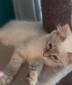 neva masquerade kittens te koop, Meerdere dieren, Gechipt, 0 tot 2 jaar