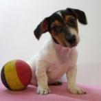 Schattige Jack Russell-puppy’s te koop (Belgisch), Dieren en Toebehoren, Honden | Jack Russells en Terriërs, België, Jack Russell Terriër