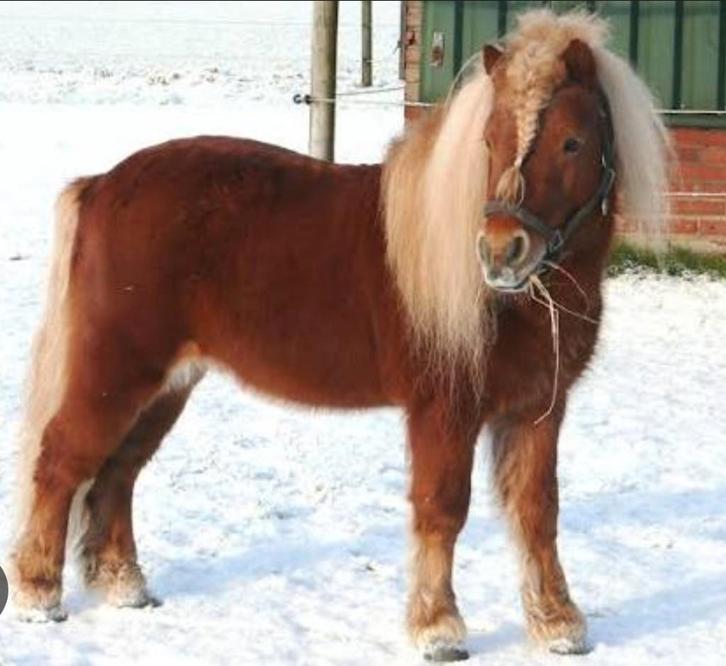 Hele leuke en lieve kinderpony! Shetlandpony, Animaux & Accessoires, Poneys, Hongre, B, Poney A (jusqu'à 1.17 m), Poney de récréation