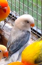 Agapornis fisherie, Perroquet nain ou Inséparable, Bagué